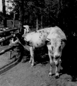 CDG - Paul - Uncle Kenneth Peabody's Bull, Star Prairie, Wisc. - 1934